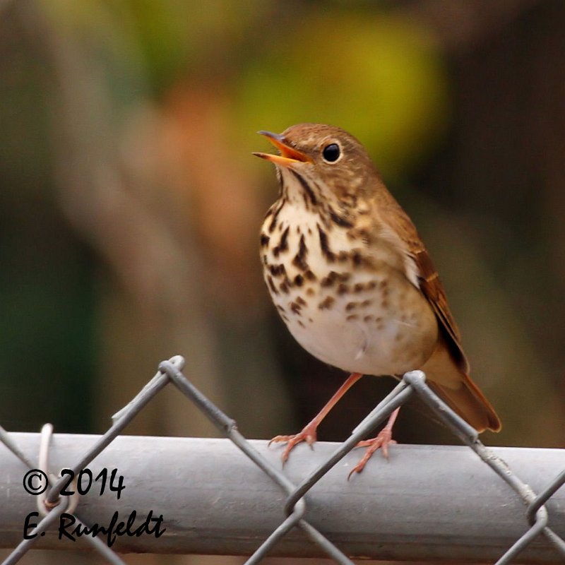 20Dec-CBC 094.jpg - Hermit Thrush